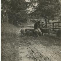 Farmer with his sheep in the road